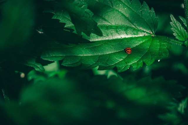 Kratom vás dobije energií.